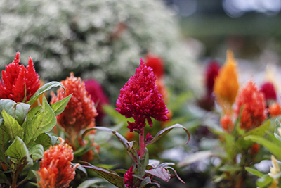 Ceia Natal APCEFSP _211__site.jpg